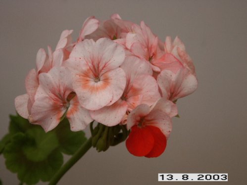 Gemma - �gg- och F�gel�ggspelargoner.